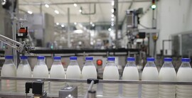 Минсельхозпрод: 80% молока производится на современных комплексах